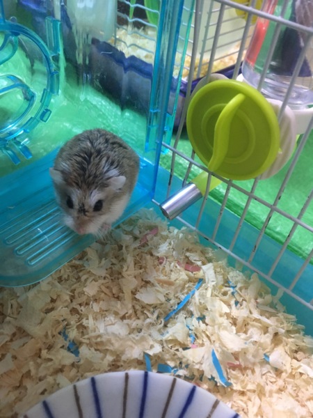 ハムスターの里親さん決まりました！ サムネイル2