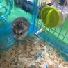 ハムスターの里親さん決まりました！ サムネイル2