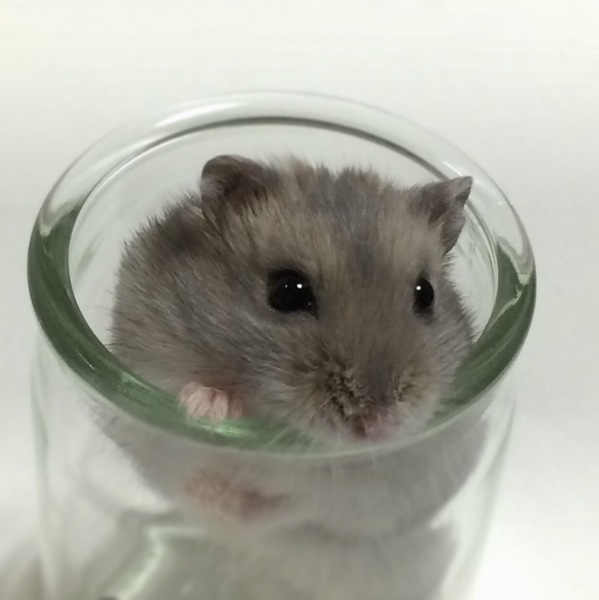 ハムスターの里親さん決まりました！ サムネイル3