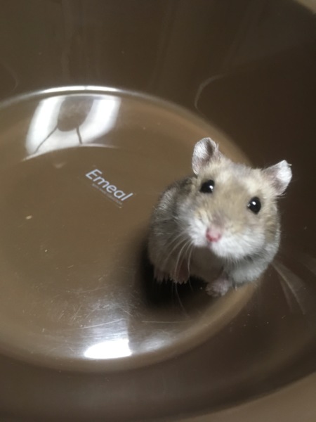 ハムスターの里親さん決まりました！ サムネイル4