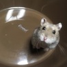 ハムスターの里親さん決まりました！ サムネイル4