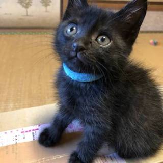 黒 半長毛☆ふわっふわの天然くん