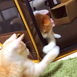 トライアル4日目～若さの違い～