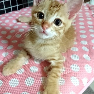 愛護センターから☆可愛いすぎる大家族