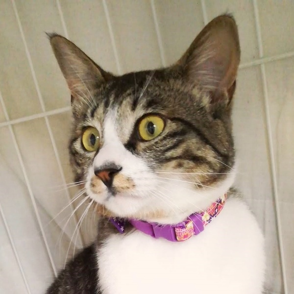 人間大好きとにかく甘えたい！  サムネイル2