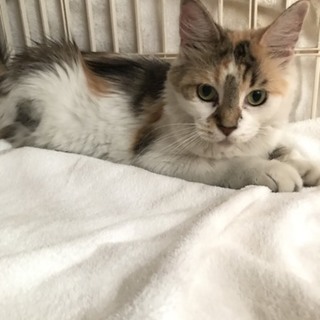 ノルウェージャン メス 成猫