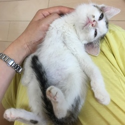 間違いなくかわいい