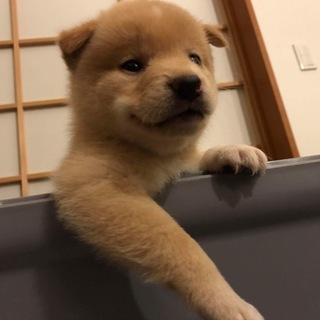 生後1ヶ月半ポッポ♂里親募集一旦停止