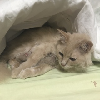 長毛のベージュ色猫です。
