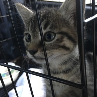 甘えん坊の生後2ヶ月位のちびキジトラ