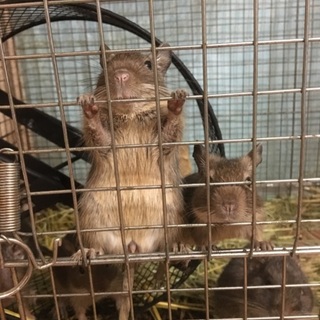 生後4ヶ月のデグーオスの里親募集