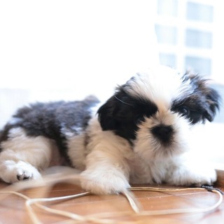 シーズー2ヵ月男の子！