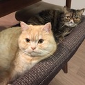 とっても仲良しなエキゾチックの2匹