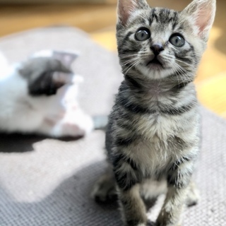 人が大好き！小さな仲良し姉妹