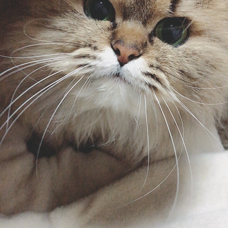 シエルのカバー写真