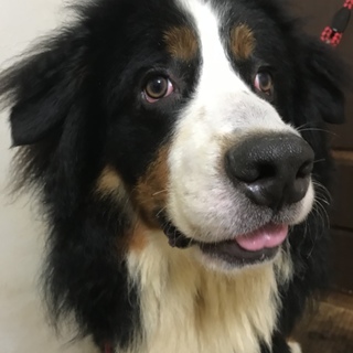 バーニーズマウンテンドッグ 1才