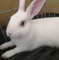 ミニウサギ　生後4ヶ月　オス
