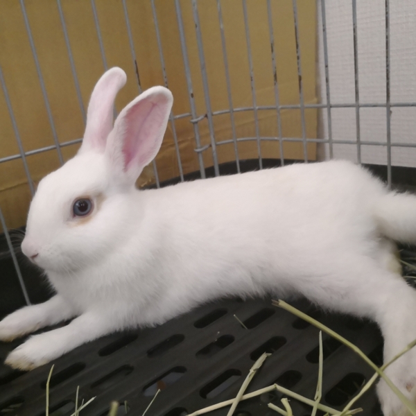ミニウサギ 生後4ヶ月 オス 愛知県 小動物の里親募集 ペットのおうち 月間利用者150万人
