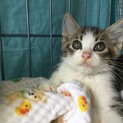 まん丸お目目の子猫です♪