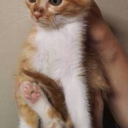 ６月３０日(土)に愛知県豊川市で譲渡会 サムネイル3