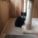 元気いっぱい仔猫⑤！