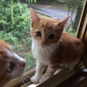 元気いっぱい仔猫③！