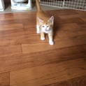 元気いっぱい仔猫！