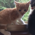 元気いっぱい仔猫⑥！