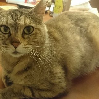 美猫のサビ柄サニーちゃん♡