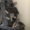 虎太郎の母さん