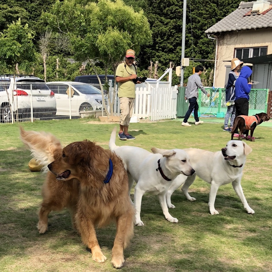 こはくのカバー写真