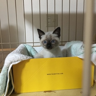 エンジンルームで保護しました
