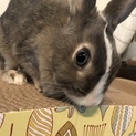ミニウサギ 1歳7ヶ月