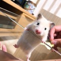 ゴールデンハムスター里親募集！