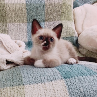 里親さま決定いたしました！幸せになれたね！