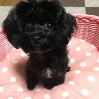 もこ