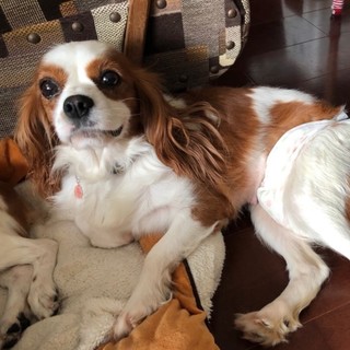 控えめだけど人が大好きなキャバリアのチャコちゃん