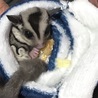 フクロモモンガのくーちゃんです！