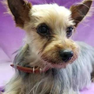 家族にしてください