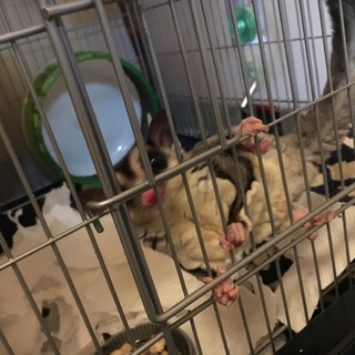 【有難うございました】フクロモモンガ ノーマル