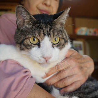 大きくて、大人しい良い子。元飼い猫だったゴマちゃん