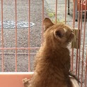 ♡赤丸くんが里親さんを待ってます♡
