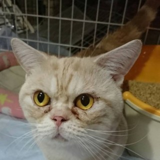 マンチカンの黄太郎くん