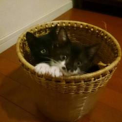 リカにゃんハウス譲渡会