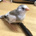 キンカ鳥メス 生後約3ヶ月