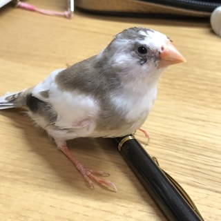 キンカ鳥メス 生後約3ヶ月