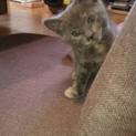 元気な子猫♀