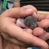 ファンシーラット サムネイル5