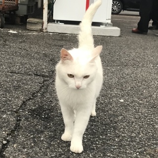 人懐こい白猫