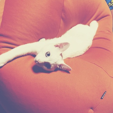 の写真